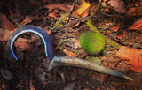Witchcraft Knife (Bowline Knife)